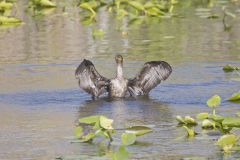 Double-crested Cormorant, Phalacrocorax auritus
