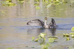 Double-crested Cormorant, Phalacrocorax auritus