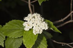 Adoxaceae, Moschatel Family