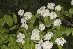 Downy Arrowwood