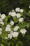 Downy Arrowwood, Viburnum rafinesqueanum