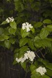 Downy Arrowwood, Viburnum rafinesqueanum