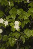 Downy Arrowwood, Viburnum rafinesqueanum