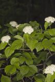 Downy Arrowwood, Viburnum rafinesqueanum