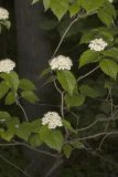 Downy Arrowwood, Viburnum rafinesqueanum