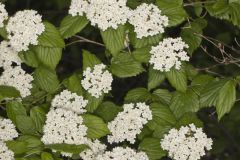 Downy Arrowwood, Viburnum rafinesqueanum
