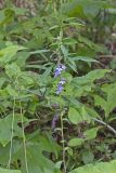Downy Lobelia, Lobelia puberula
