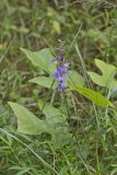 Downy Lobelia, Lobelia puberula