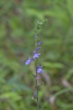 Downy Lobelia, Lobelia puberula