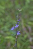 Downy Lobelia, Lobelia puberula