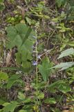 Downy Lobelia, Lobelia puberula