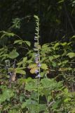 Downy Lobelia, Lobelia puberula