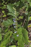 Downy Lobelia, Lobelia puberula