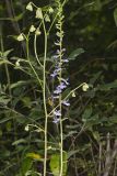 Downy Lobelia, Lobelia puberula