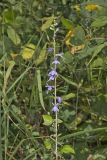 Downy Lobelia, Lobelia puberula