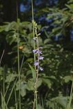 Downy Lobelia, Lobelia puberula