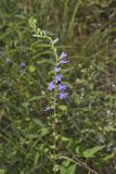 Downy Lobelia, Lobelia puberula