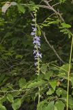 Downy Lobelia, Lobelia puberula