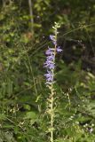 Downy Lobelia, Lobelia puberula