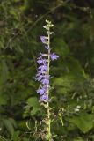 Downy Lobelia, Lobelia puberula
