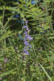 Downy Lobelia, Lobelia puberula