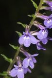 Downy Lobelia, Lobelia puberula
