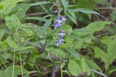 Downy Lobelia, Lobelia puberula