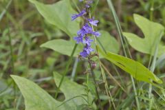 Downy Lobelia, Lobelia puberula