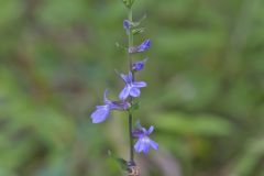 Downy Lobelia, Lobelia puberula