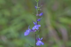 Downy Lobelia, Lobelia puberula