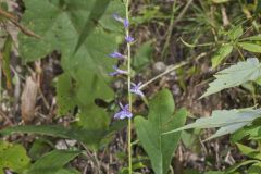 Downy Lobelia, Lobelia puberula