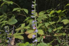 Downy Lobelia, Lobelia puberula