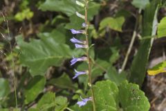 Downy Lobelia, Lobelia puberula
