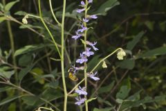 Downy Lobelia, Lobelia puberula