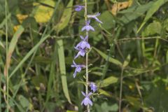 Downy Lobelia, Lobelia puberula