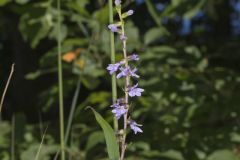 Downy Lobelia, Lobelia puberula