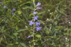 Downy Lobelia, Lobelia puberula