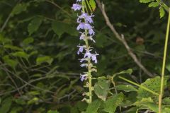 Downy Lobelia, Lobelia puberula