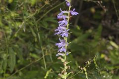 Downy Lobelia, Lobelia puberula
