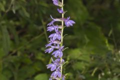 Downy Lobelia, Lobelia puberula