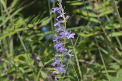 Downy Lobelia, Lobelia puberula