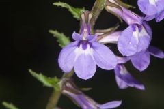 Downy Lobelia, Lobelia puberula