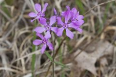 Downy Phlox, Phlox pilosa