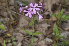 Downy Phlox, Phlox pilosa