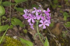 Downy Phlox, Phlox pilosa