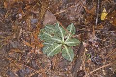 Downy Rattlesnake Plantain