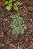 Downy Rattlesnake Plantain, Goodyera pubescens