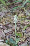 Downy Rattlesnake Plantain, Goodyera pubescens