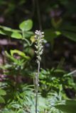 Downy Rattlesnake Plantain, Goodyera pubescens
