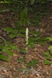 Downy Rattlesnake Plantain, Goodyera pubescens